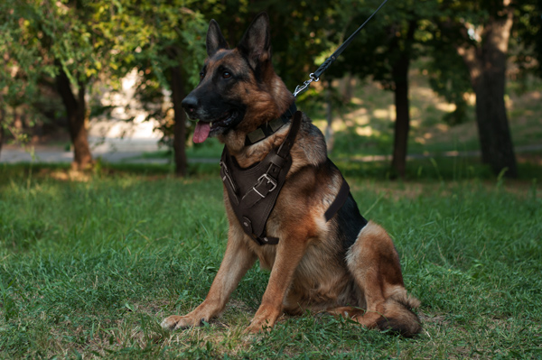 Walking Leather Dog Harness on German Shepherd