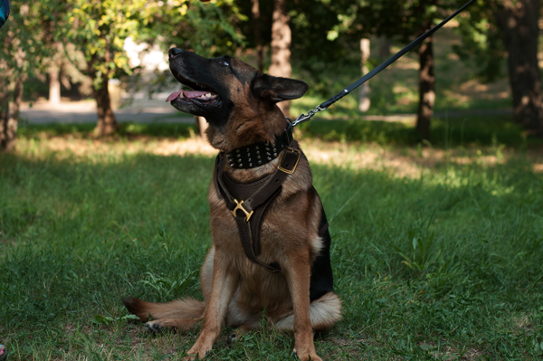 Dog Harness Made of Leather on German Shepherd