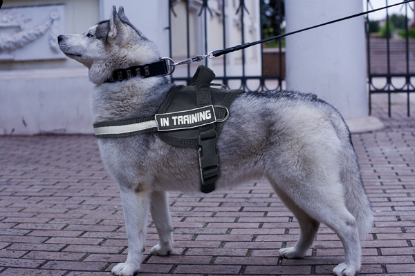 Any Weather with Reflective Strap on Siberian Husky