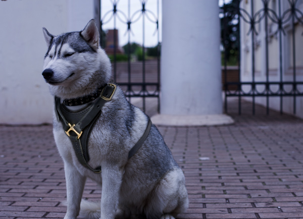 Tracking Dog Harness Made of Leather on Siberian Husky