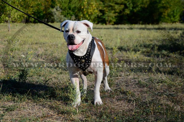 American Bulldog Studded harness