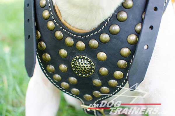 Studded Leather Chest Plate of Harness