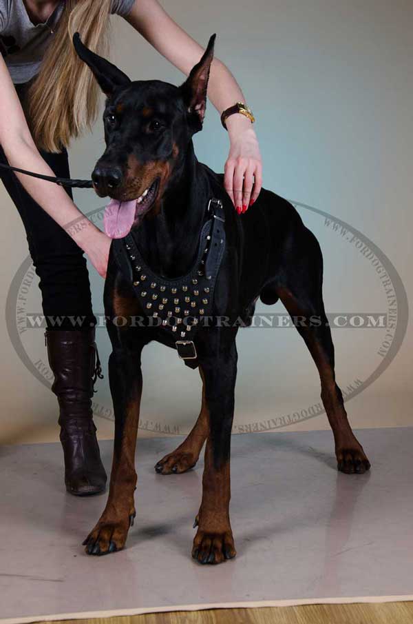 Studded Doberman harness with wide padded chest plate