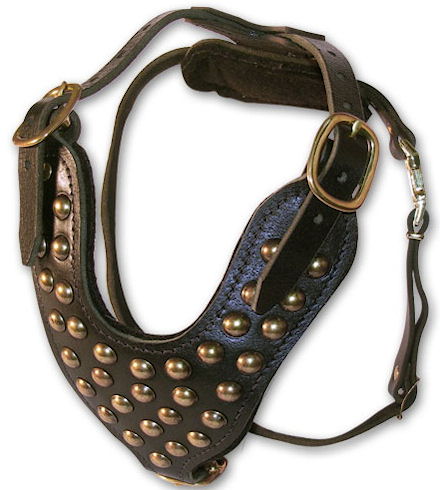 studded leather dog harness for English Bulldogs