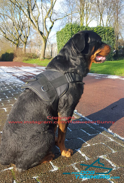 Active Walking Rottweiler Harness for Strong Breeds