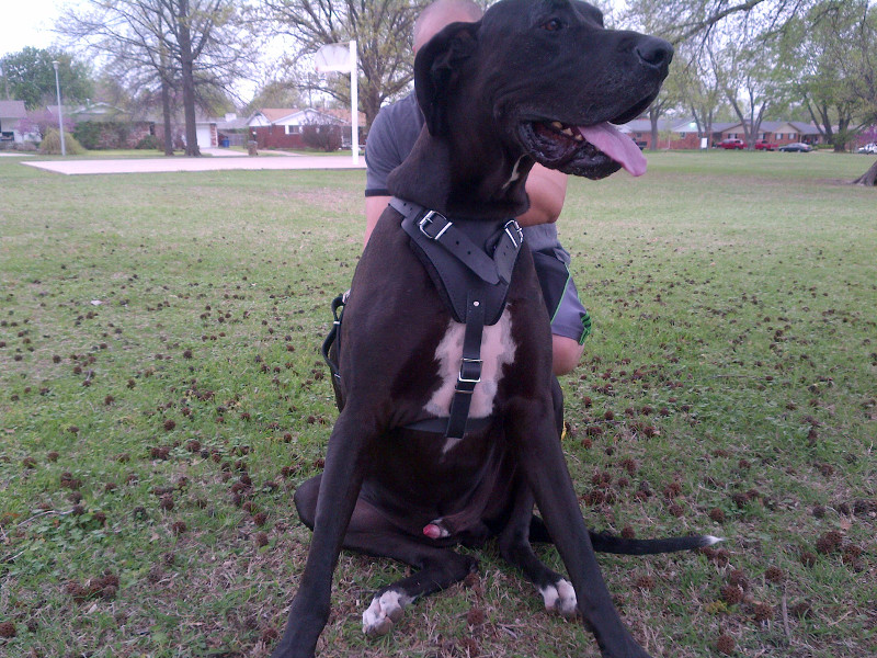 agitation training harness for your Great Dane