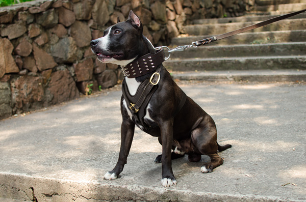 Walking and Training Leather Amstaff Harness