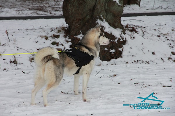 Walking and Tracking Hylon Harness for Husky Comfort