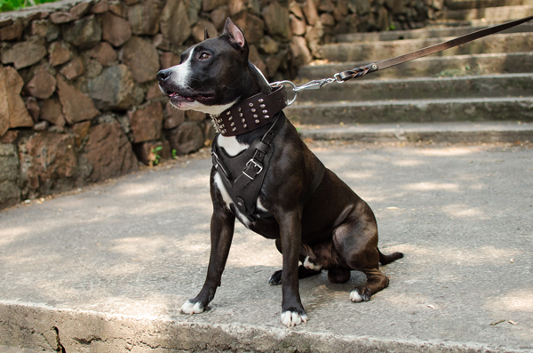 Attack Training Leather Amstaff Harness