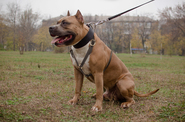 Tracking Leather Amstaff Harness