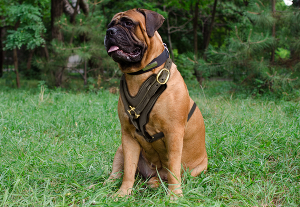 Chest Padded Leather Bullmastiff Harness