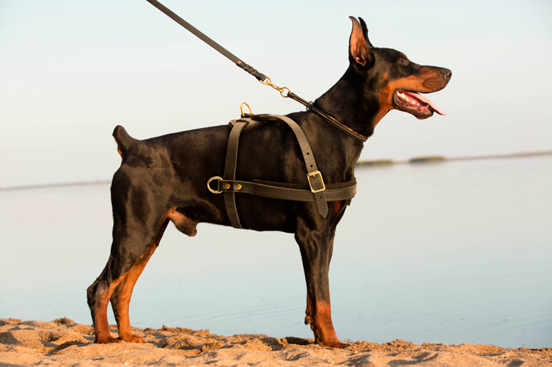 Pulling Training Leather Doberman Harness