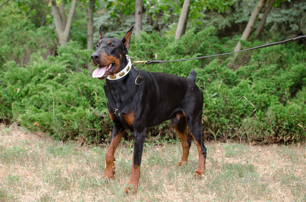 Padded Leather Dog Harness on Doberman