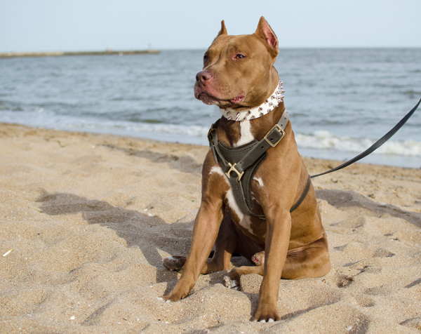 Reliable Padded Nylon Dog Harness