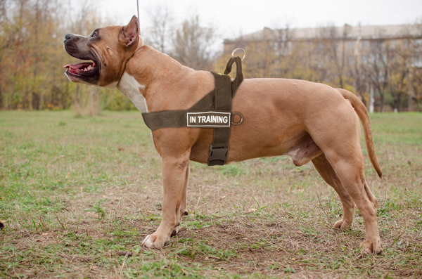 Agitation Training Nylon Amstaff Harness