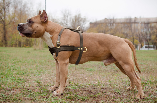 Attack Training Leather Amstaff Harness