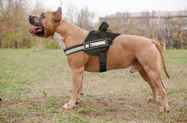 Training Nylon Amstaff Harness