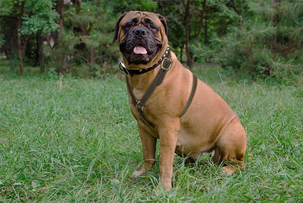 Walking Padded Leather Bullmastiff Harness