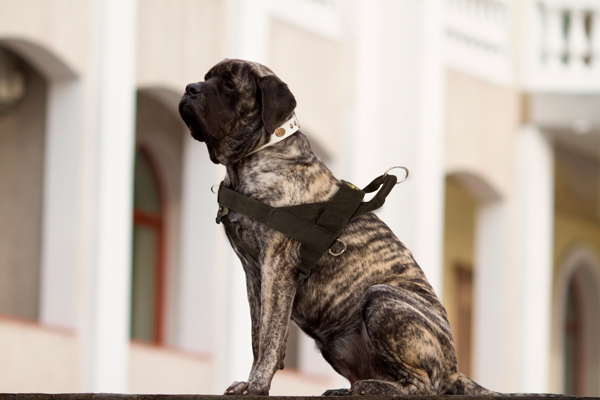 Chest Padded Nylon Dog Harness