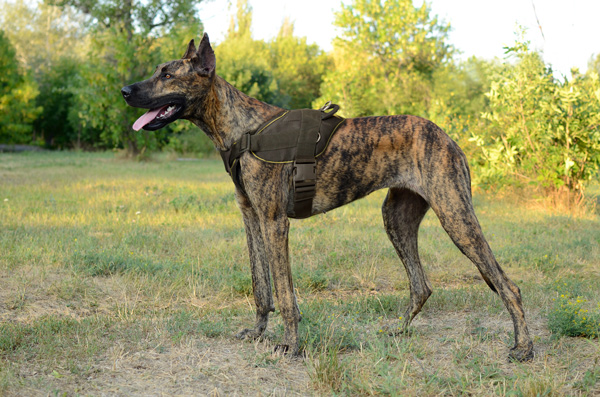 Pulling Training Nylon Great Dane Harness