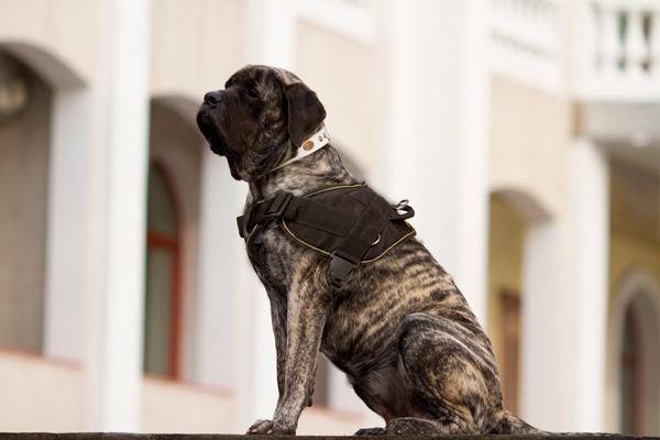 Walking Nylon Mastiff Harness