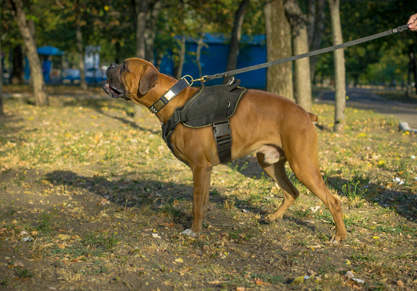 Walking Tracking Boxer Harness Made of Nylon