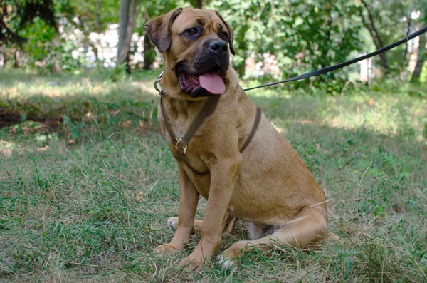 Agitation Training Leather Cane Corso Harness