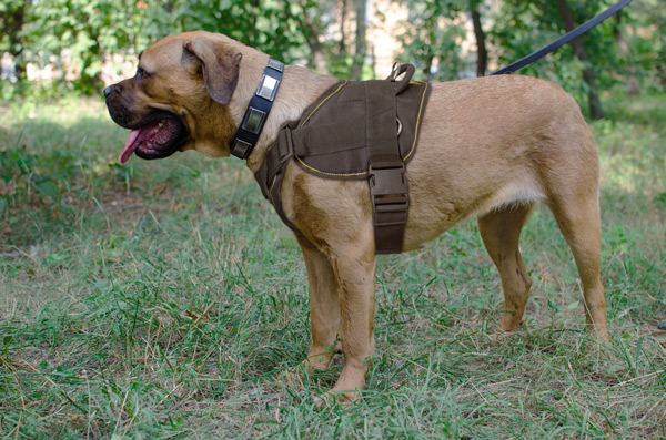 Pulling Nylon Cane Corso Harness