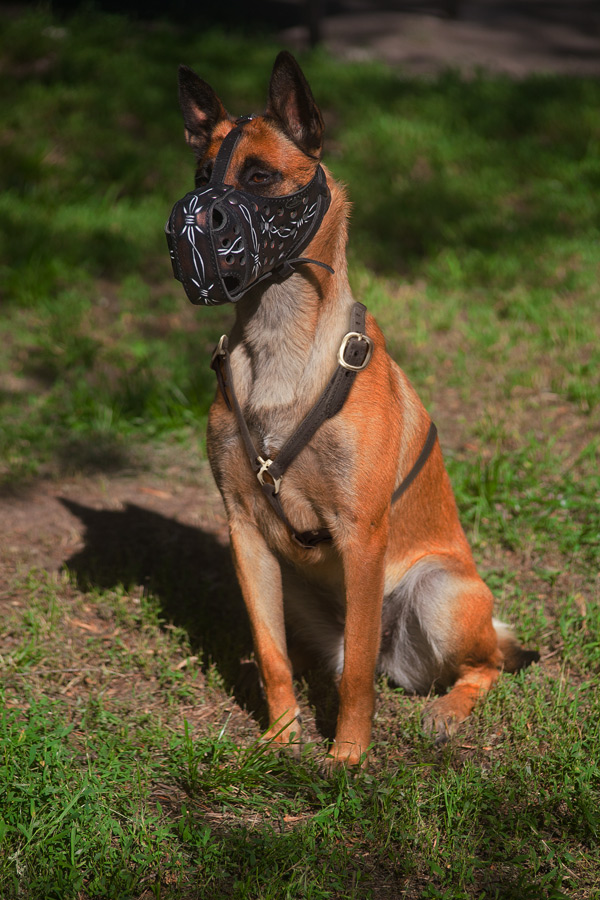 Tracking Leather Belgian Malinois Harness