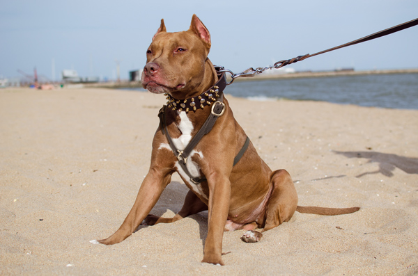 Walking Nylon Dog Harness on Pitbull