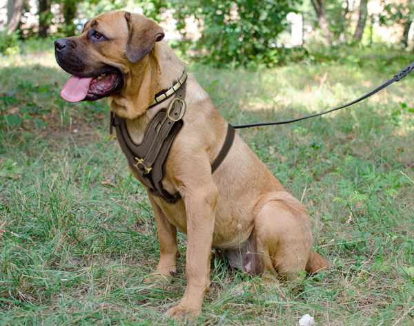 Attack Training Leather Cane Corso Harness