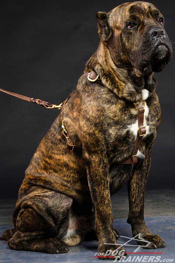 Cane Corso Leather Dog Harness for Walking