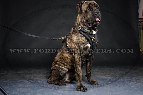 Cane Corso Harness Padded with Felt