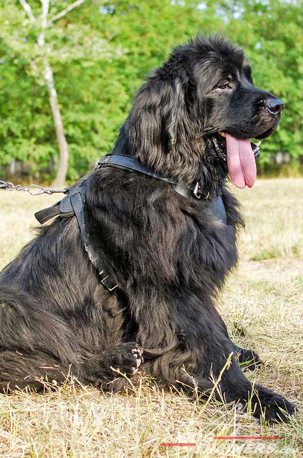 Easy adjustable leather Newfoundland harness for snug fit