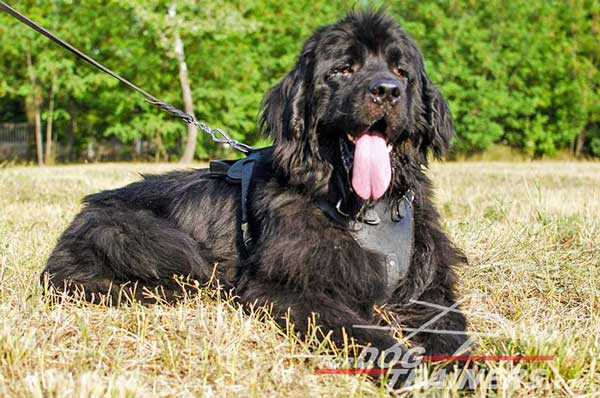 Agitation/attack training leather harness for Newfoundland