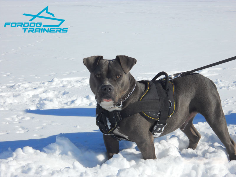 argos harness