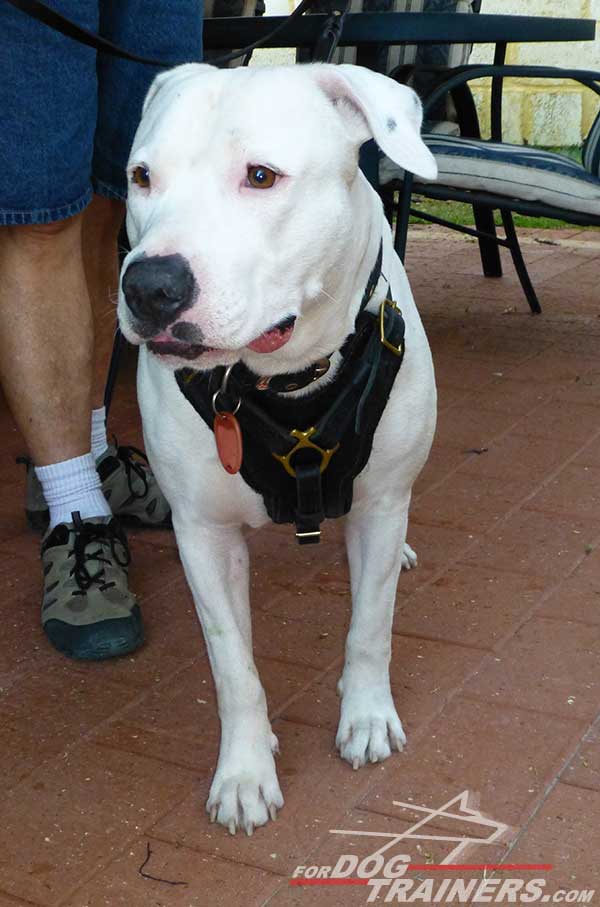 Training Amstaff Harness with Wide Leather Chest