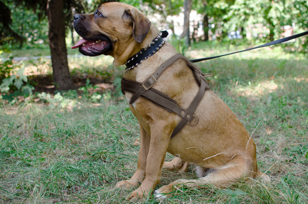 Tracking Leather Cane Corso Harness