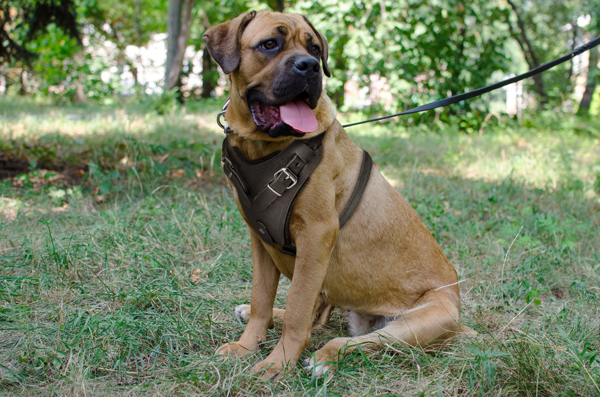 Walking Attack Training Leather Cane Corso Harness