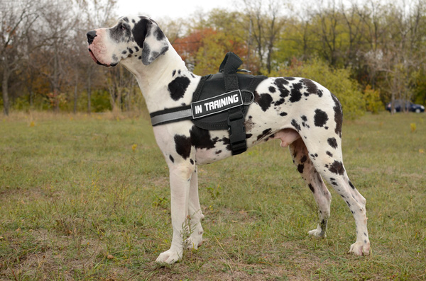 Attack Training Nylon Great Dane Harness