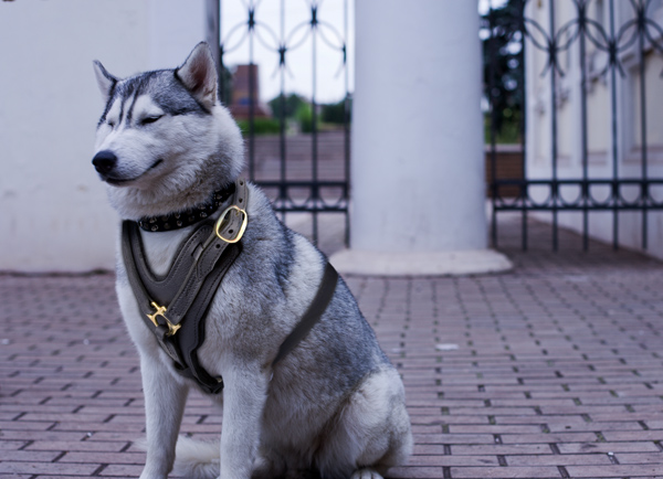 Attack Training Leather Dog Harness on Siberian Husky