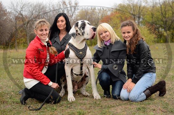 Stylish design leather Great Dane harness for easy walking