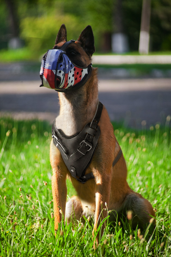 Tracking Leather Belgian Malinois Harness