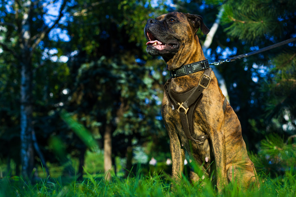 Agitation Training Leather Boxer Harness