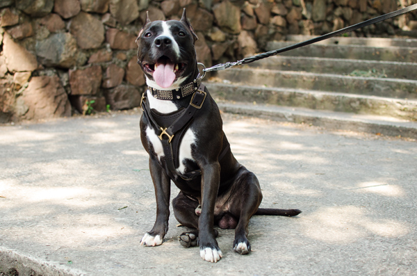 Tracking Leather Amstaff Harness