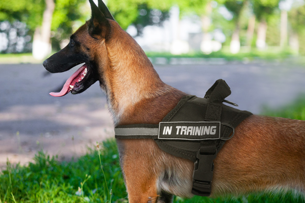 Agitation Nylon Belgian Malinois Harness