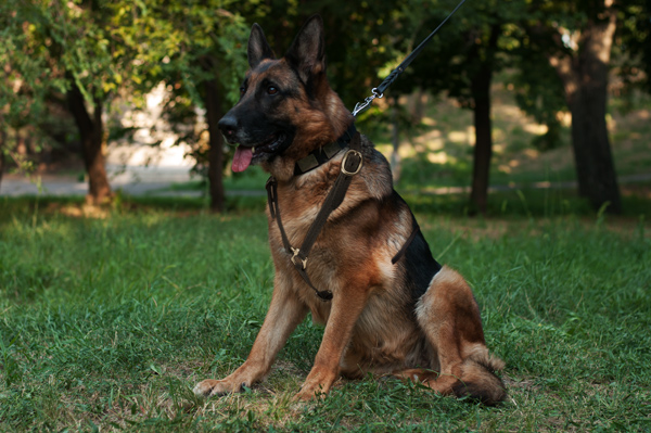 Everyday Walking Dog Harness on German Shepherd