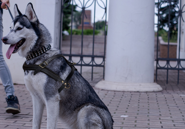 Easy Adjustable Leather Dog Harness on Siberian Husky