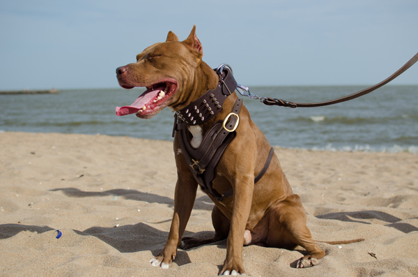 Attack Training Leather Pitbull Harness