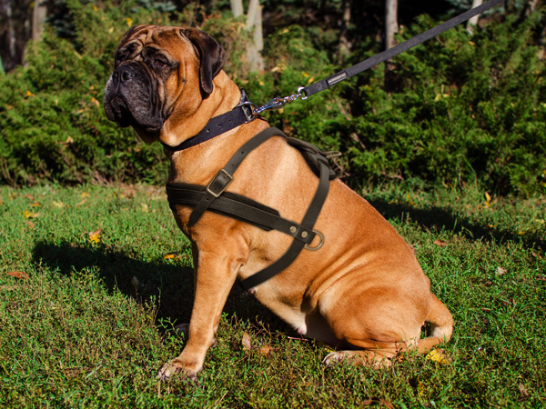 Tracking Walking Bullmastiff Harness Made of Leather